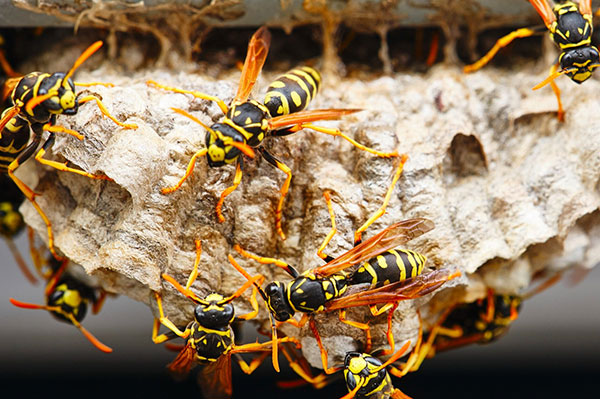 Fast wasp eradication